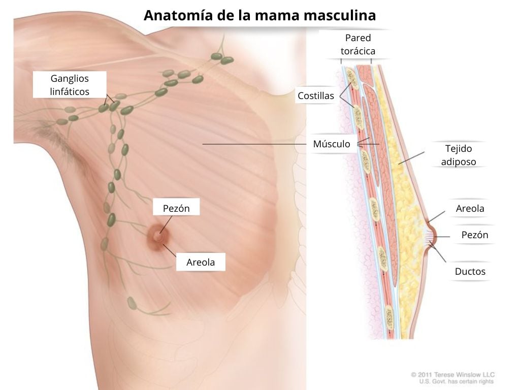 anatomia-mama-masculina