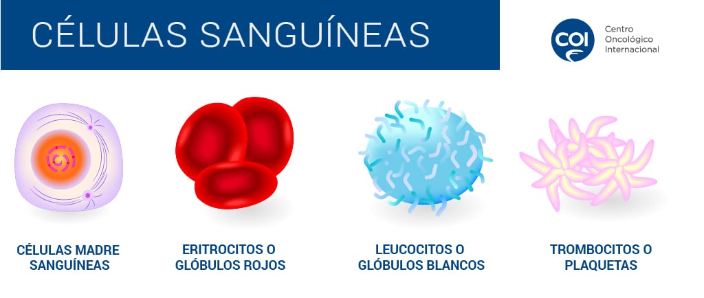 cuales-son-las-celulas-sanguineas